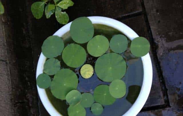 怎样用种子种出一盆美美的碗莲?从选种到养护,全部说清楚