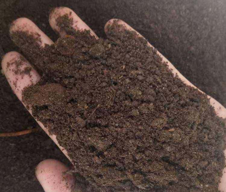 羊粪养花好？3个害处不知道，越养越“心烦”，还很容易养死