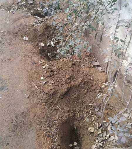 想让月季明年爆花不断,三种肥料准备起来,马上就要用了