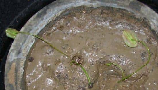 怎样用种子种出一盆美美的碗莲?从选种到养护,全部说清楚