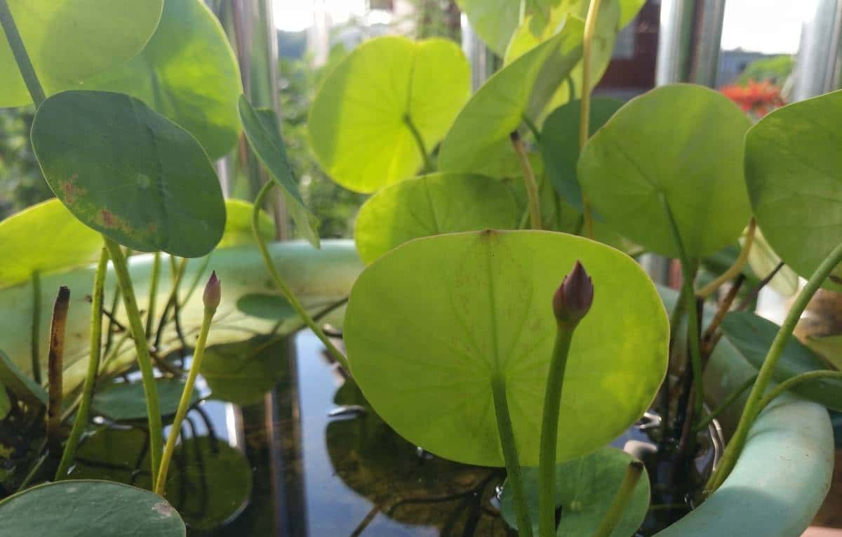 怎样用种子种出一盆美美的碗莲?从选种到养护,全部说清楚