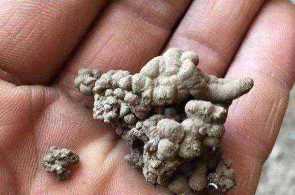 野外捡点蚯蚓粪，养花胜过复合肥？你捡的可能只是一坨泥