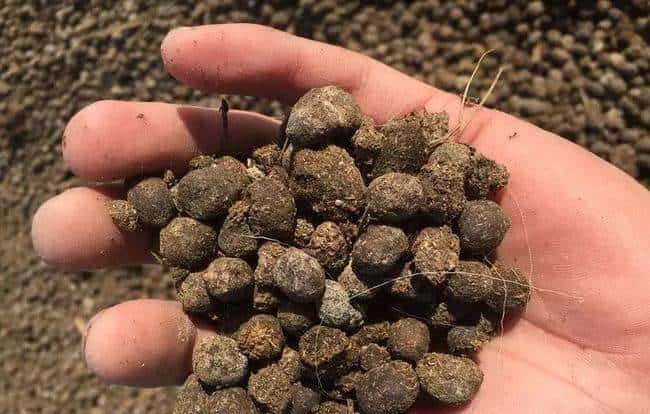 羊粪养花好？3个害处不知道，越养越“心烦”，还很容易养死