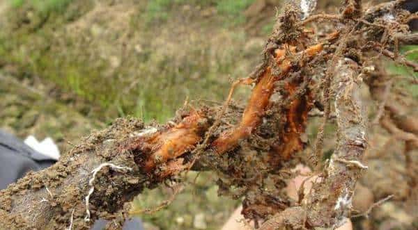 羊粪养花好？3个害处不知道，越养越“心烦”，还很容易养死