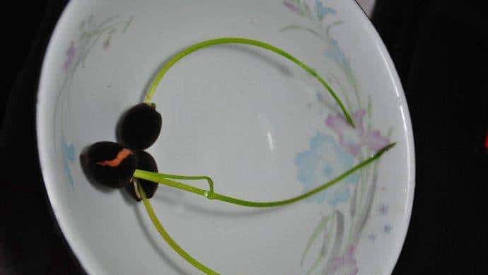 怎样用种子种出一盆美美的碗莲?从选种到养护,全部说清楚