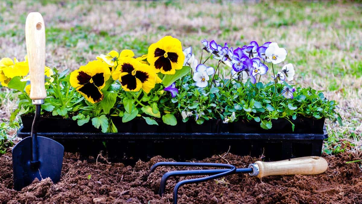 野外捡点蚯蚓粪，养花胜过复合肥？你捡的可能只是一坨泥