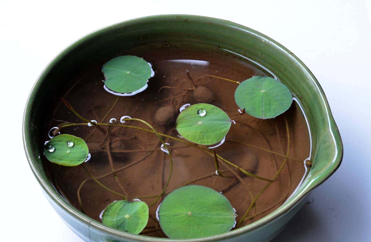 怎样用种子种出一盆美美的碗莲?从选种到养护,全部说清楚