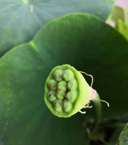 怎样用种子种出一盆美美的碗莲?从选种到养护,全部说清楚