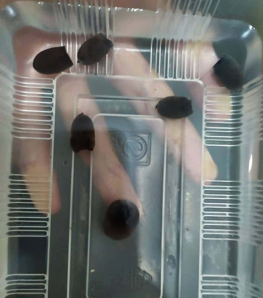 怎样用种子种出一盆美美的碗莲?从选种到养护,全部说清楚