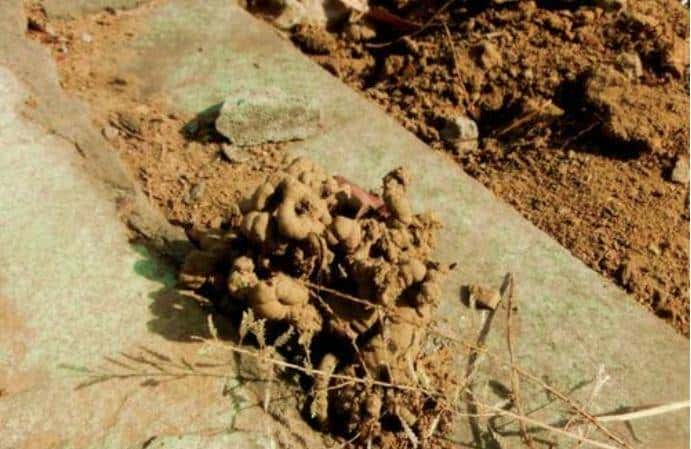 野外捡点蚯蚓粪，养花胜过复合肥？你捡的可能只是一坨泥