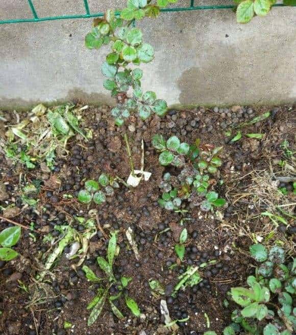 想让月季明年爆花不断,三种肥料准备起来,马上就要用了