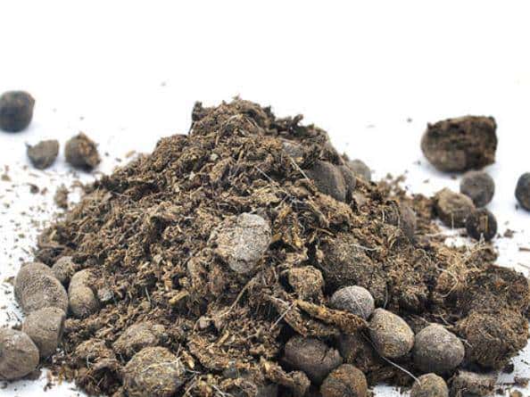 想让月季明年爆花不断,三种肥料准备起来,马上就要用了