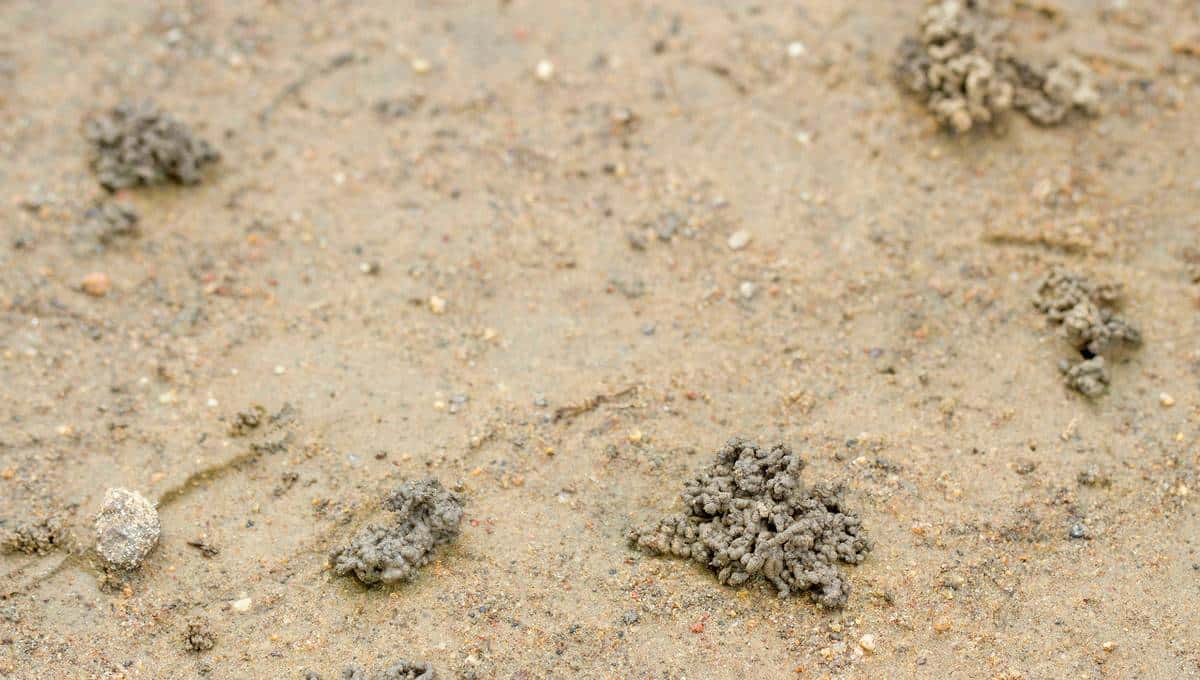 野外捡点蚯蚓粪，养花胜过复合肥？你捡的可能只是一坨泥