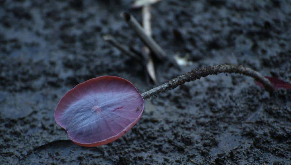 怎样用种子种出一盆美美的碗莲?从选种到养护,全部说清楚