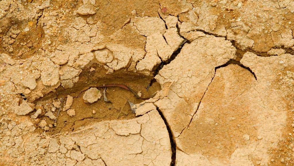 怎样用种子种出一盆美美的碗莲?从选种到养护,全部说清楚