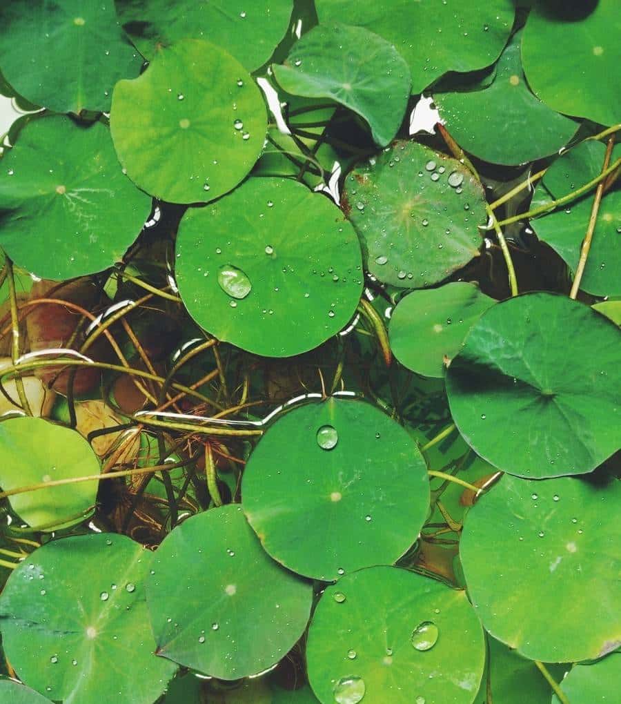 怎样用种子种出一盆美美的碗莲?从选种到养护,全部说清楚