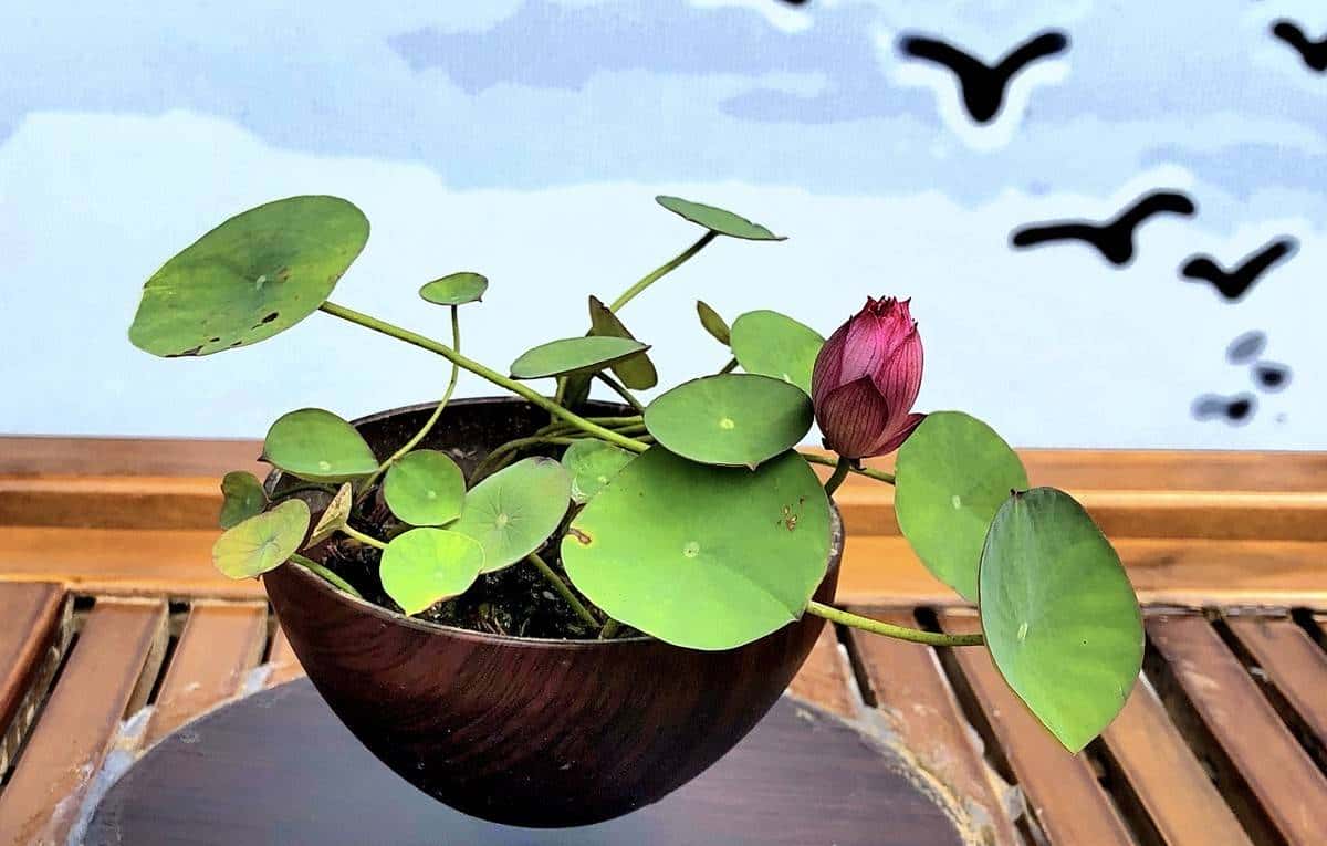 怎样用种子种出一盆美美的碗莲?从选种到养护,全部说清楚