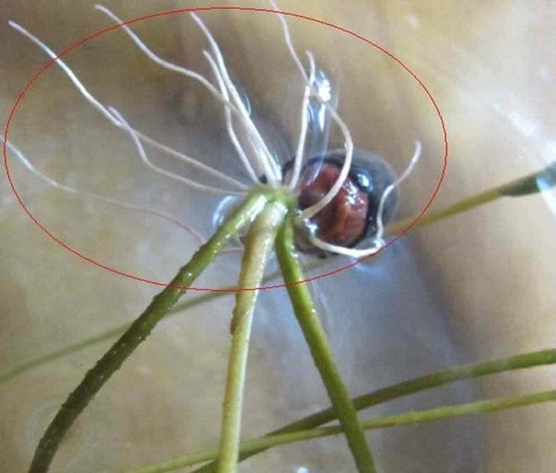 怎样用种子种出一盆美美的碗莲?从选种到养护,全部说清楚