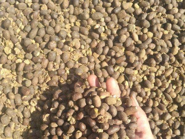 羊粪养花好？3个害处不知道，越养越“心烦”，还很容易养死