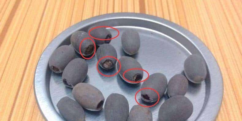 怎样用种子种出一盆美美的碗莲?从选种到养护,全部说清楚