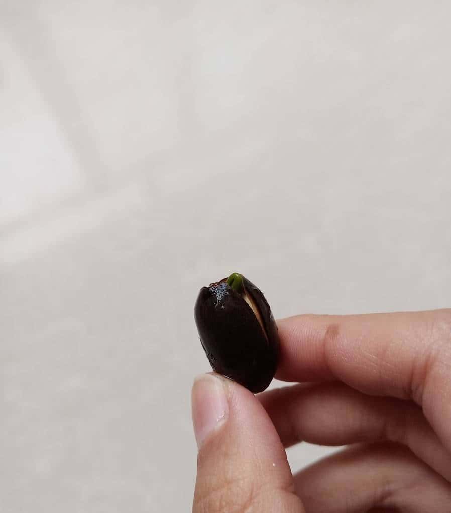 怎样用种子种出一盆美美的碗莲?从选种到养护,全部说清楚