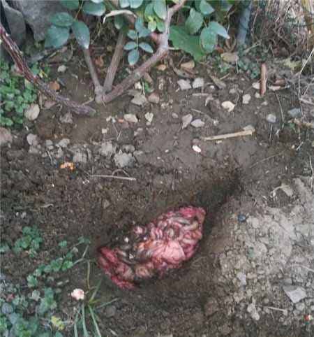 想让月季明年爆花不断,三种肥料准备起来,马上就要用了