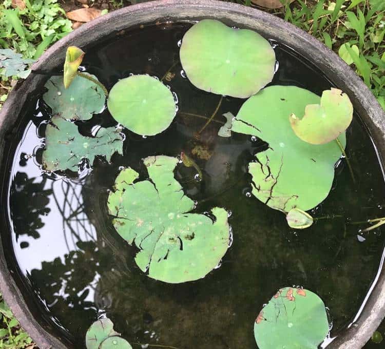 怎样用种子种出一盆美美的碗莲?从选种到养护,全部说清楚