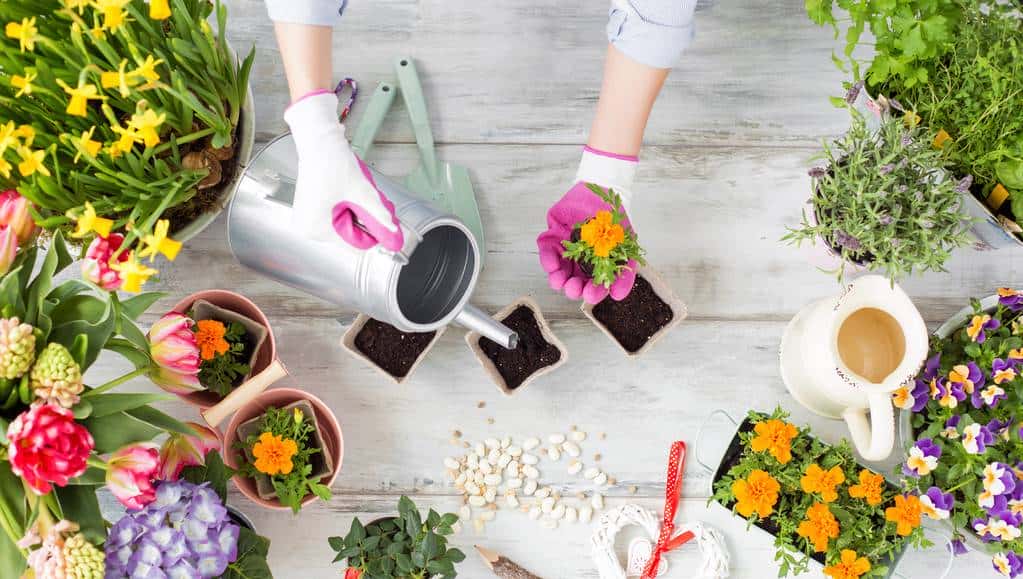 羊粪养花好？3个害处不知道，越养越“心烦”，还很容易养死