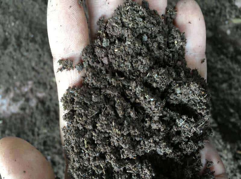 野外捡点蚯蚓粪，养花胜过复合肥？你捡的可能只是一坨泥