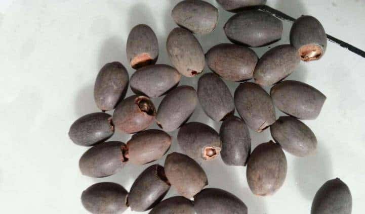 怎样用种子种出一盆美美的碗莲?从选种到养护,全部说清楚