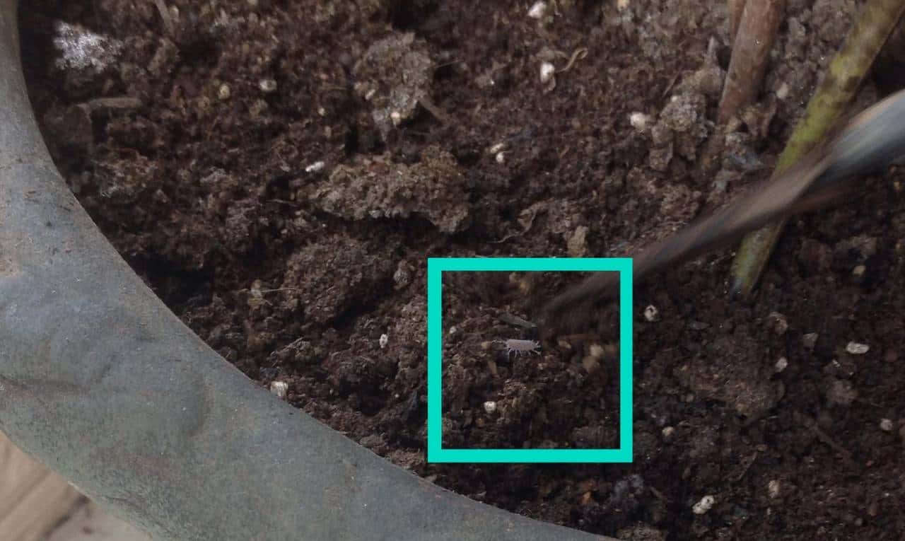 羊粪养花好？3个害处不知道，越养越“心烦”，还很容易养死