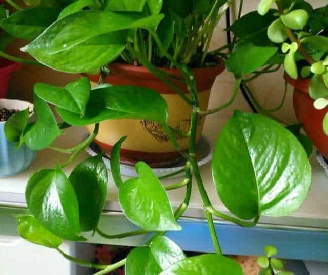 羊粪养花好？3个害处不知道，越养越“心烦”，还很容易养死