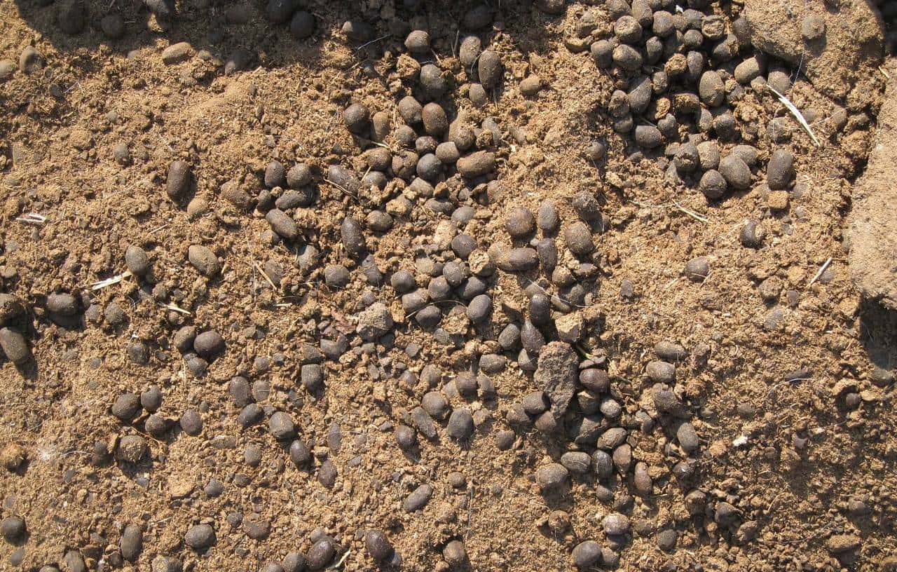 羊粪养花好？3个害处不知道，越养越“心烦”，还很容易养死