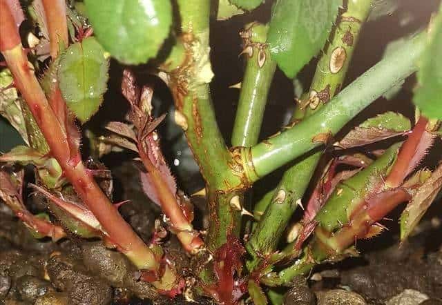 想让月季明年爆花不断,三种肥料准备起来,马上就要用了