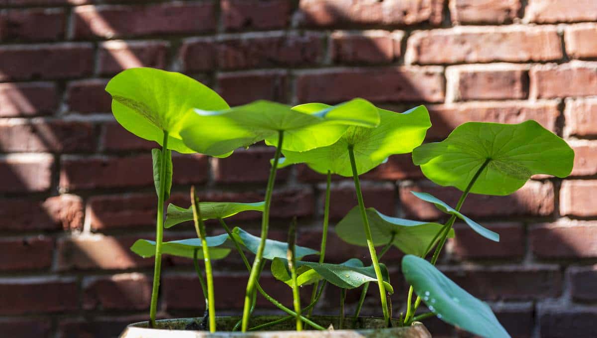 怎样用种子种出一盆美美的碗莲?从选种到养护,全部说清楚
