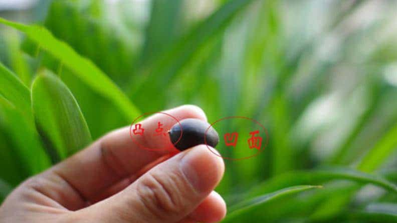 怎样用种子种出一盆美美的碗莲?从选种到养护,全部说清楚