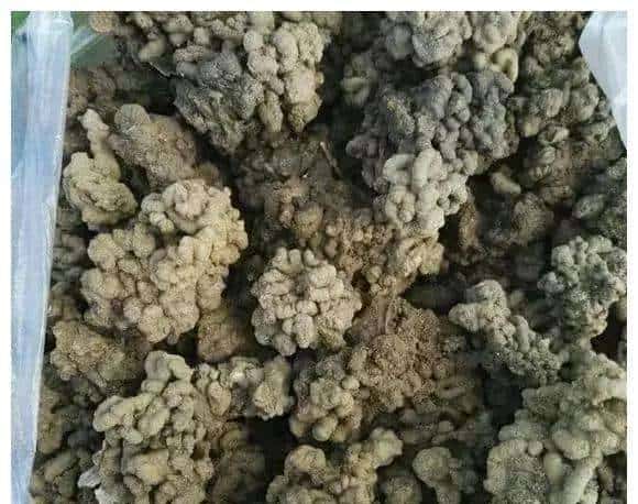 野外捡点蚯蚓粪，养花胜过复合肥？你捡的可能只是一坨泥