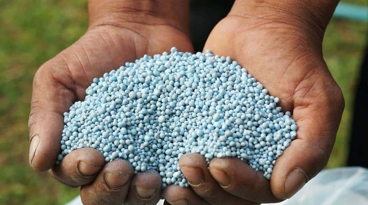 想让月季明年爆花不断,三种肥料准备起来,马上就要用了