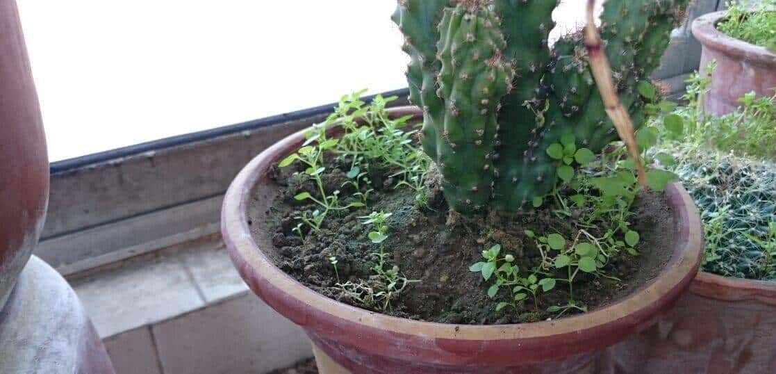 羊粪养花好？3个害处不知道，越养越“心烦”，还很容易养死