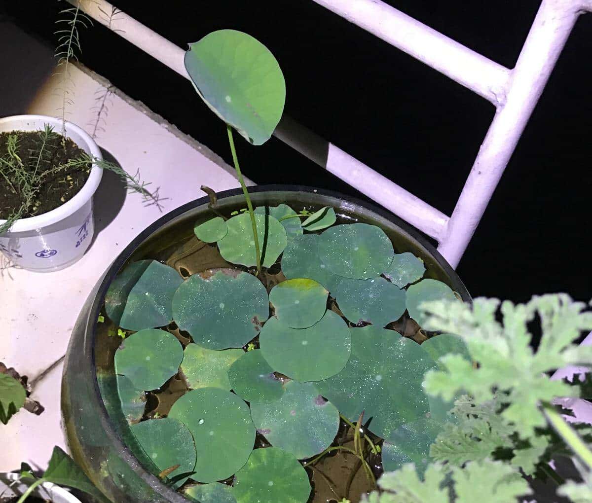 怎样用种子种出一盆美美的碗莲?从选种到养护,全部说清楚