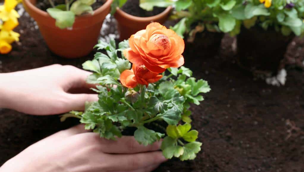 羊粪养花好？3个害处不知道，越养越“心烦”，还很容易养死 - 鹿快