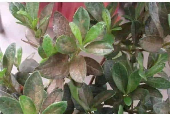 羊粪养花好？3个害处不知道，越养越“心烦”，还很容易养死