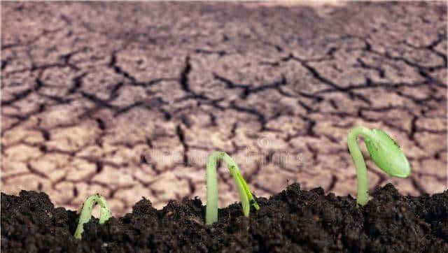 土壤太酸怎么办？3招快速调理，让你的土地“碱”回来！ - 鹿快