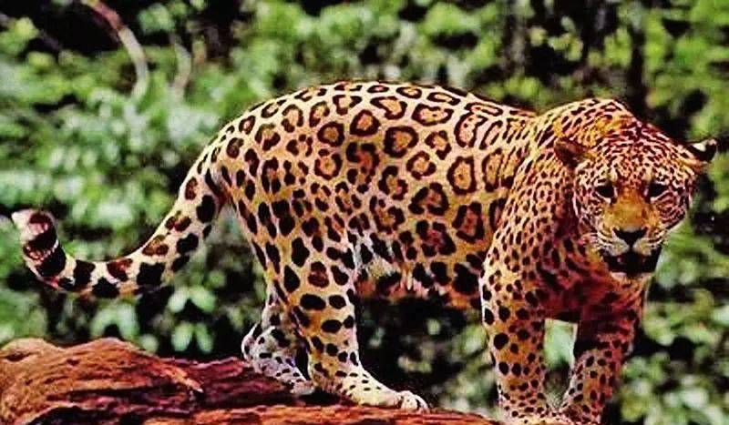 与鳄鱼猎豹共舞——中铁一局员工南美施工历险记