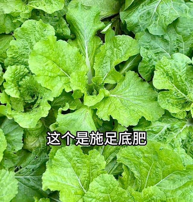 复合肥用对，蔬菜多到送邻居！我家以前长不好，原来细节没做到位