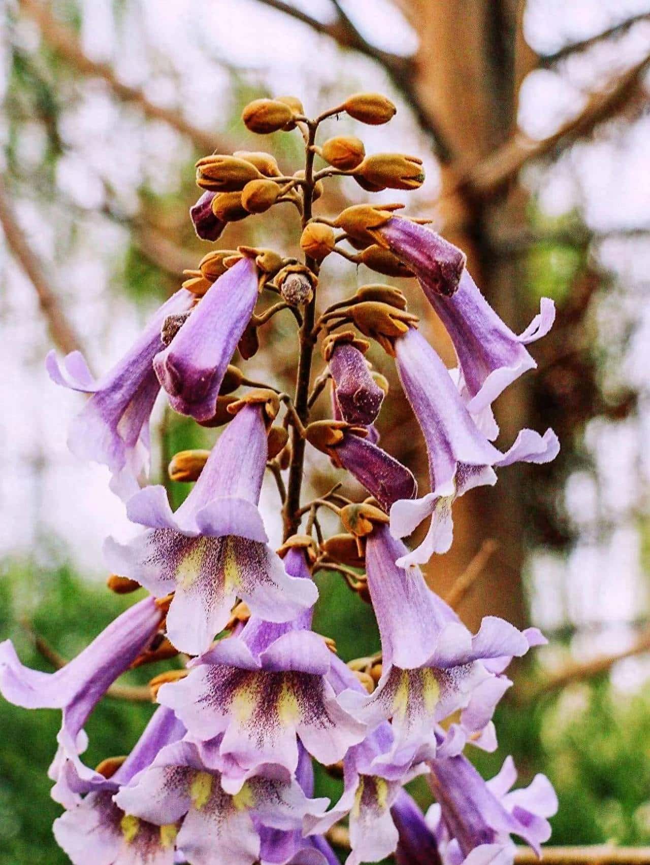 泡桐养成记：从“树小白”到“绿手指”的爆笑修炼手册 - 鹿快