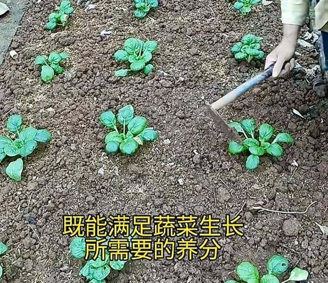 复合肥用对，蔬菜多到送邻居！我家以前长不好，原来细节没做到位