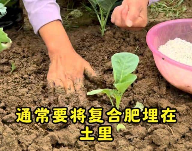 复合肥用对，蔬菜多到送邻居！我家以前长不好，原来细节没做到位