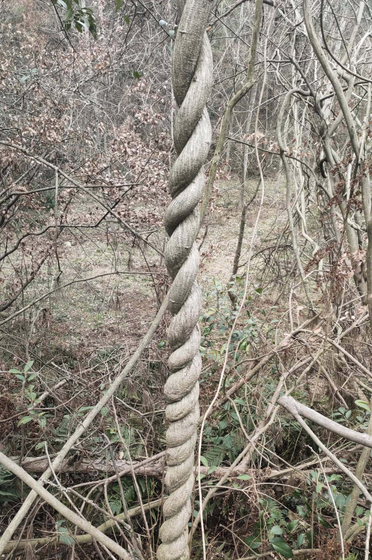 到山中去挖火棘树