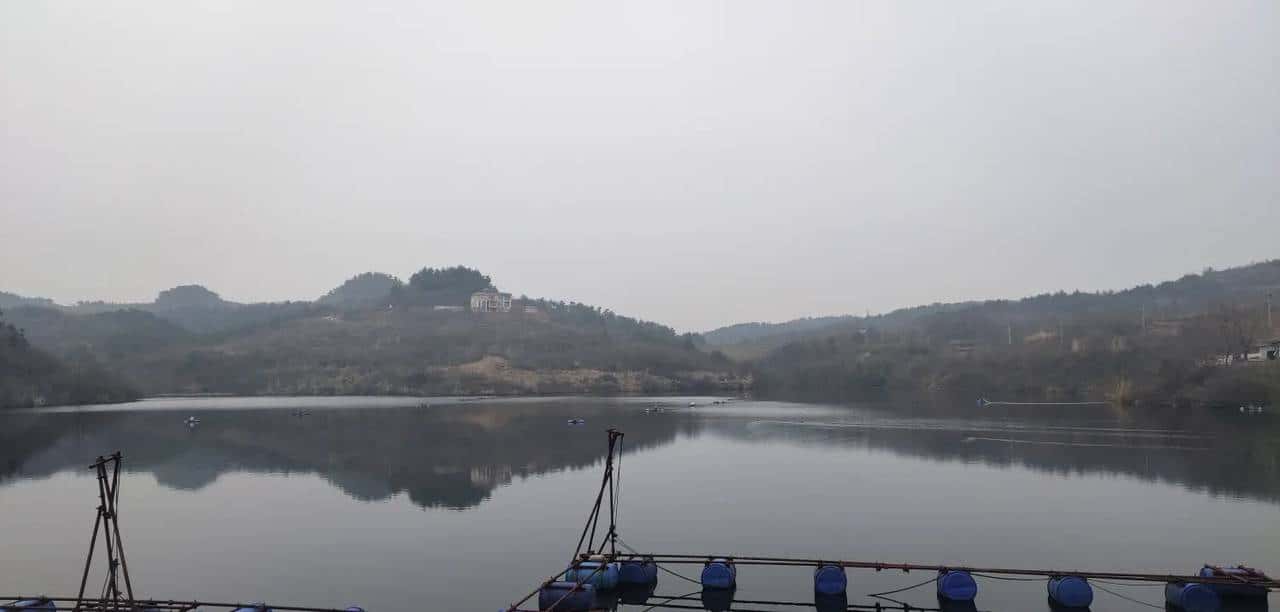 到山中去挖火棘树